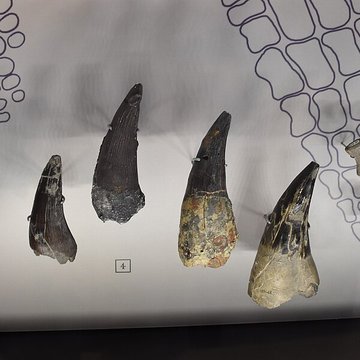 Musée paléontologique