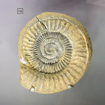 Musée paléontologique