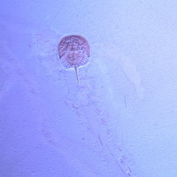 Musée paléontologique