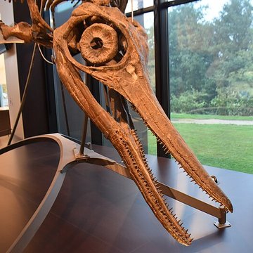 Musée paléontologique