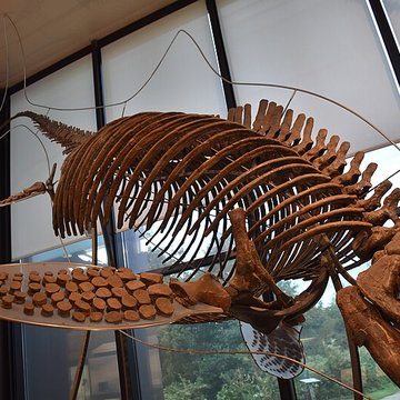 Musée paléontologique