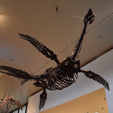 Musée paléontologique