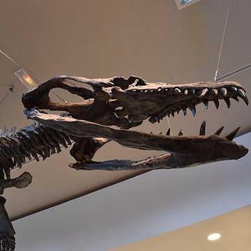 Musée paléontologique