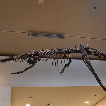 Musée paléontologique