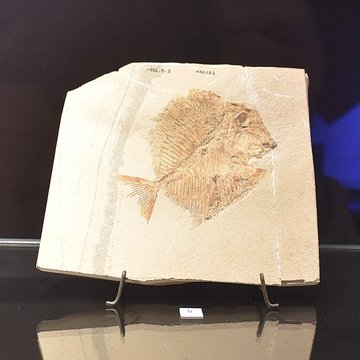 Musée paléontologique