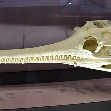 Musée paléontologique