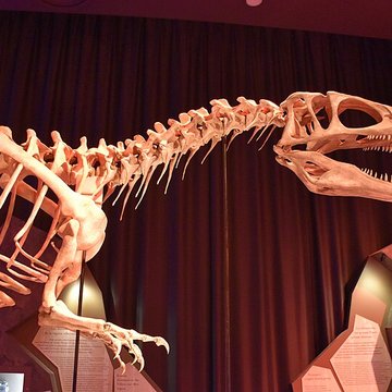 Musée paléontologique