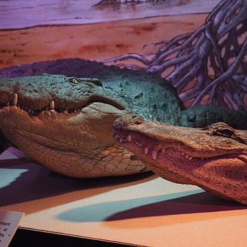 Musée paléontologique