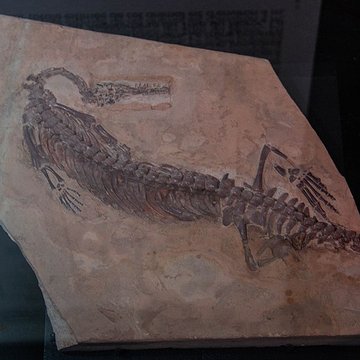 Musée paléontologique