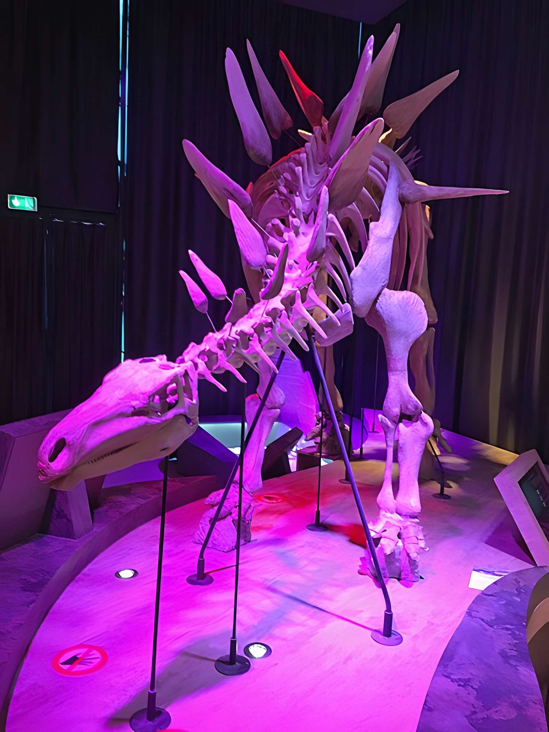 Musée paléontologique