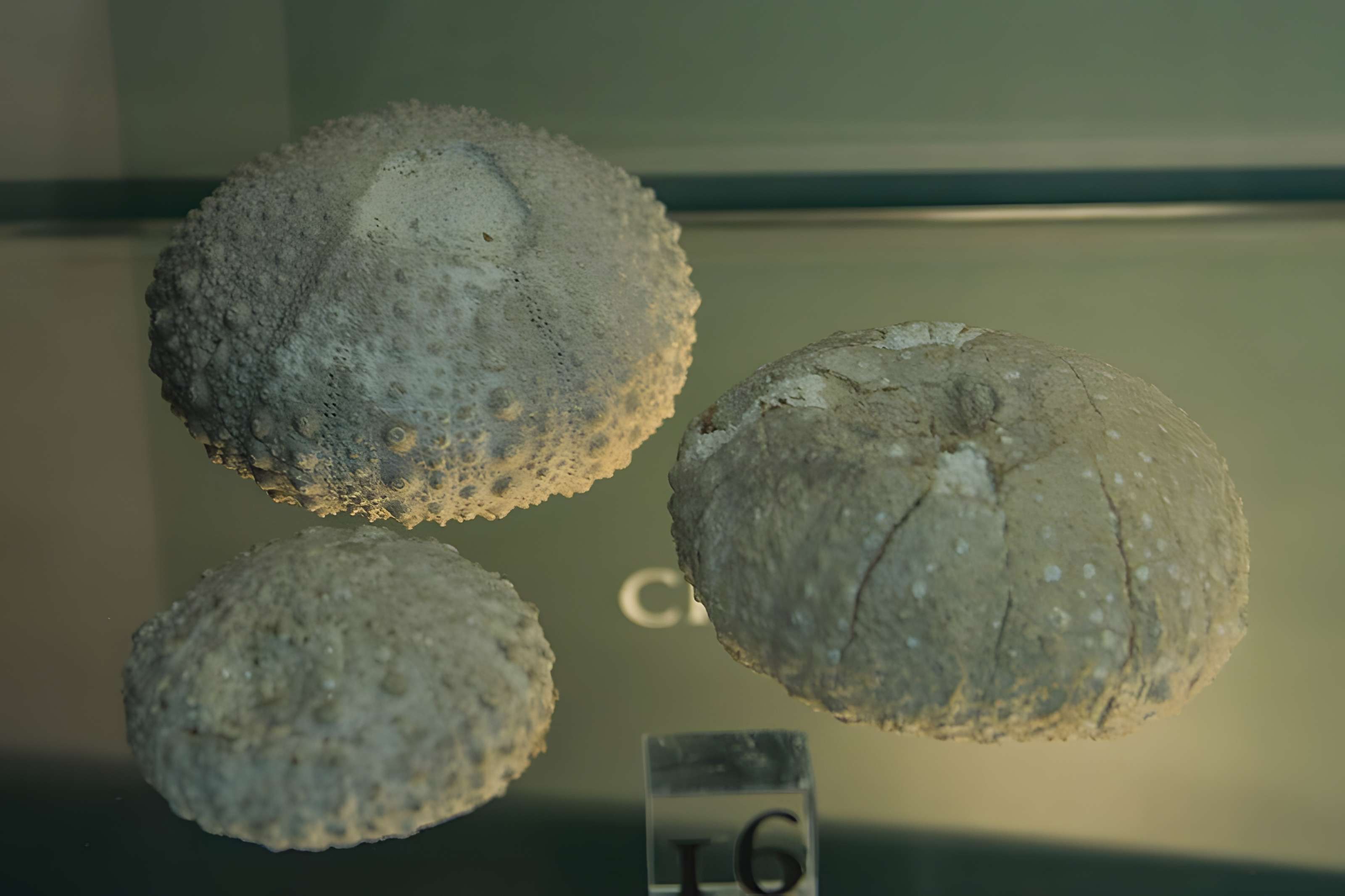 Musée paléontologique