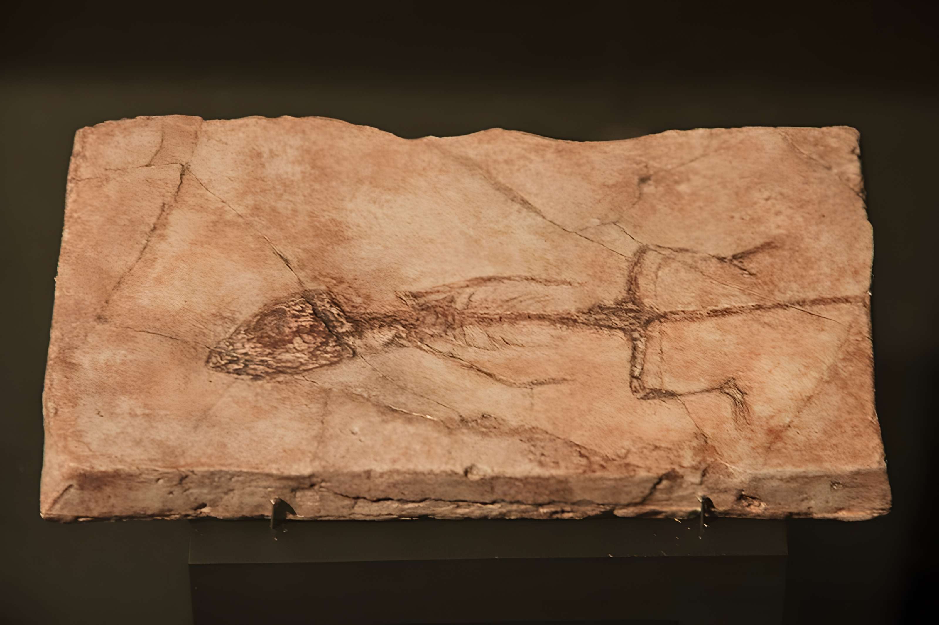 Musée paléontologique