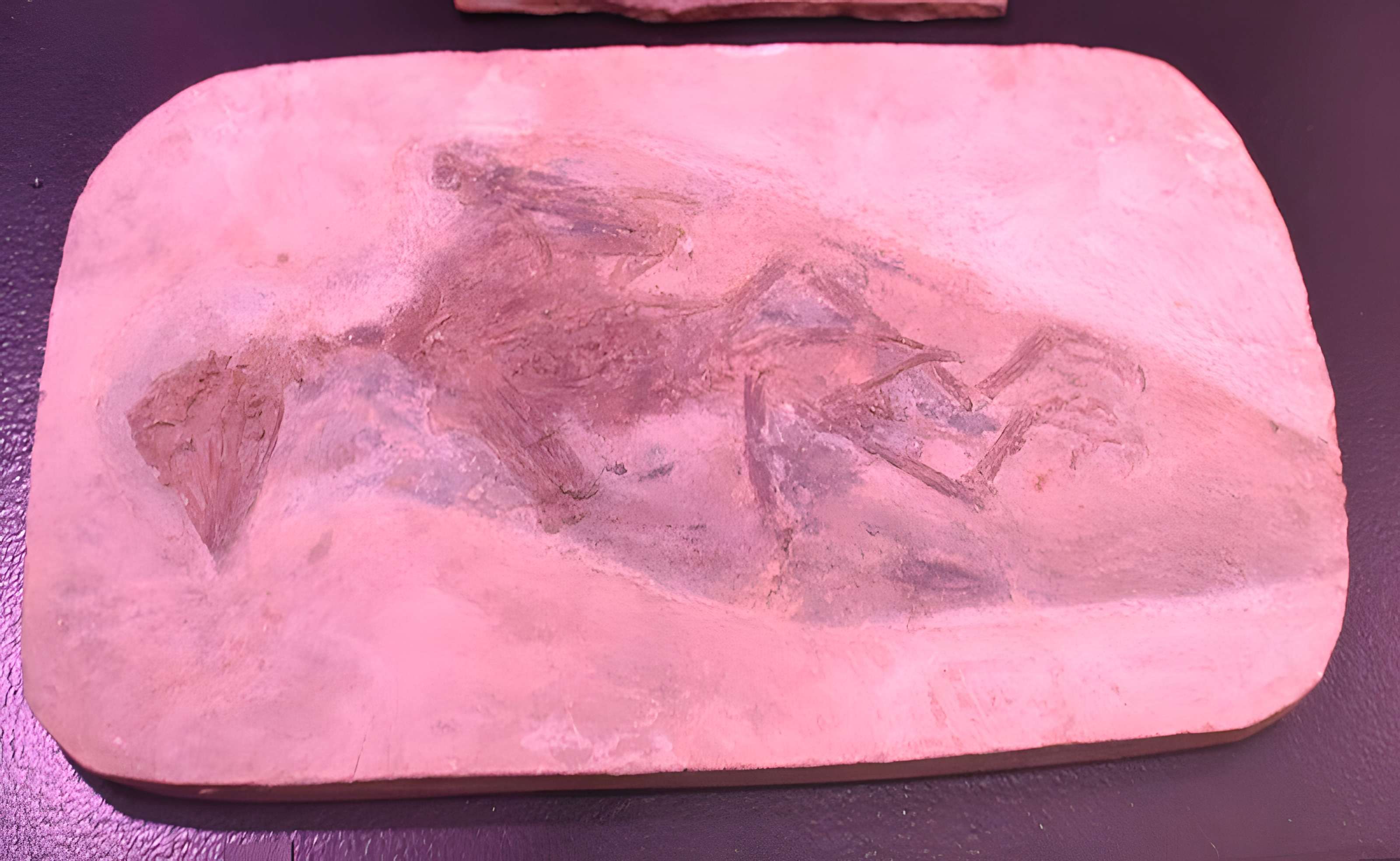 Musée paléontologique