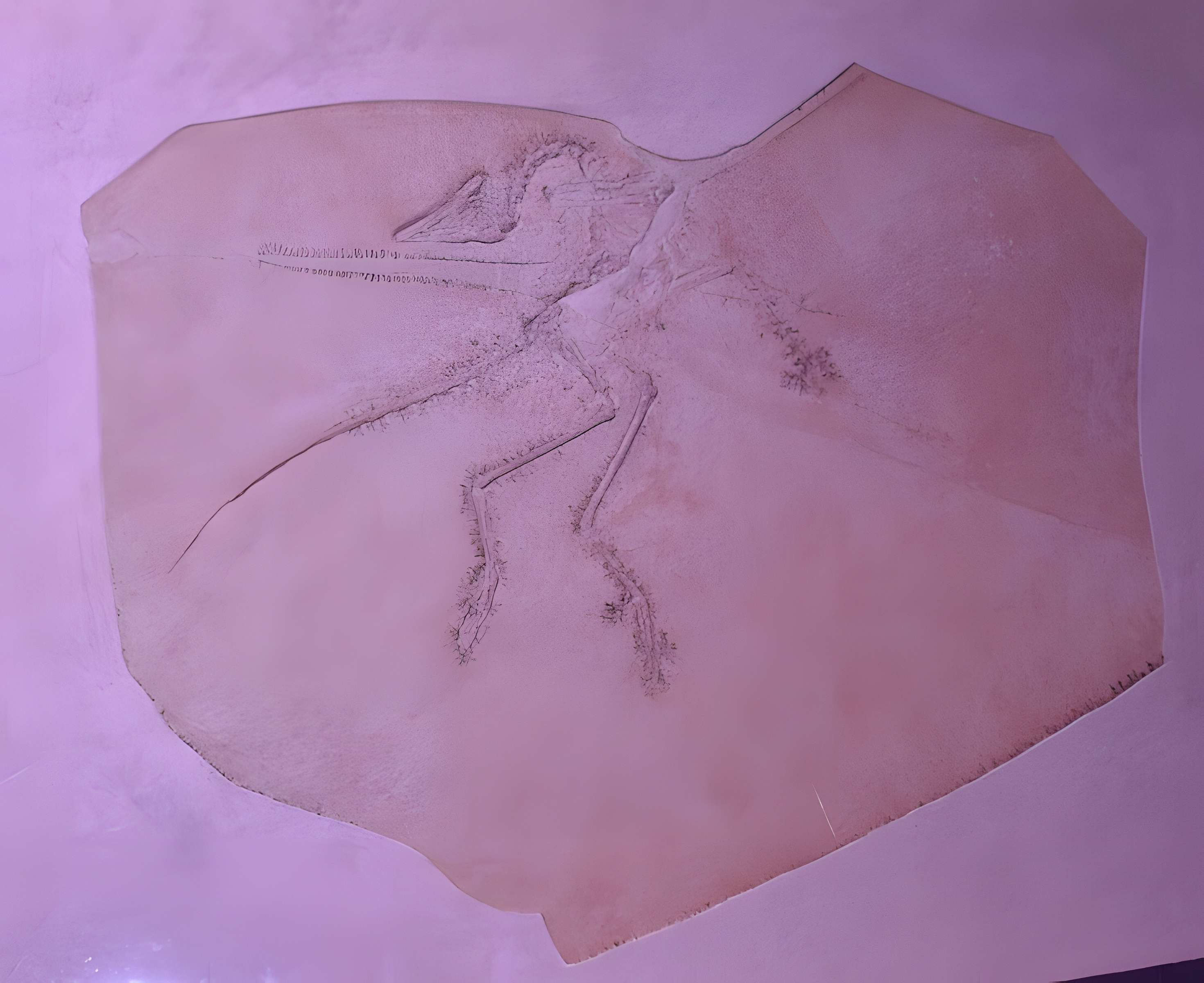 Musée paléontologique