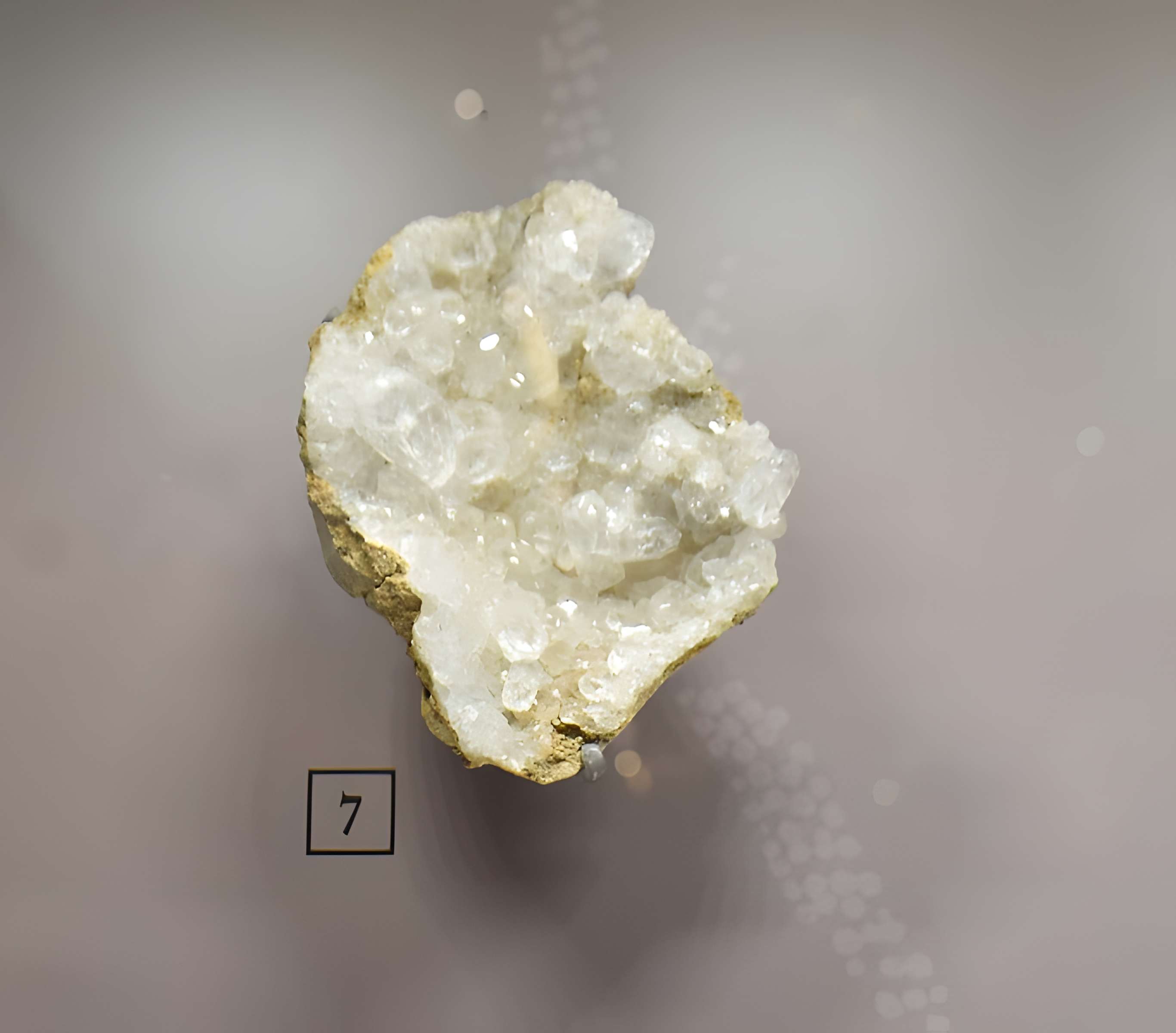 Musée paléontologique