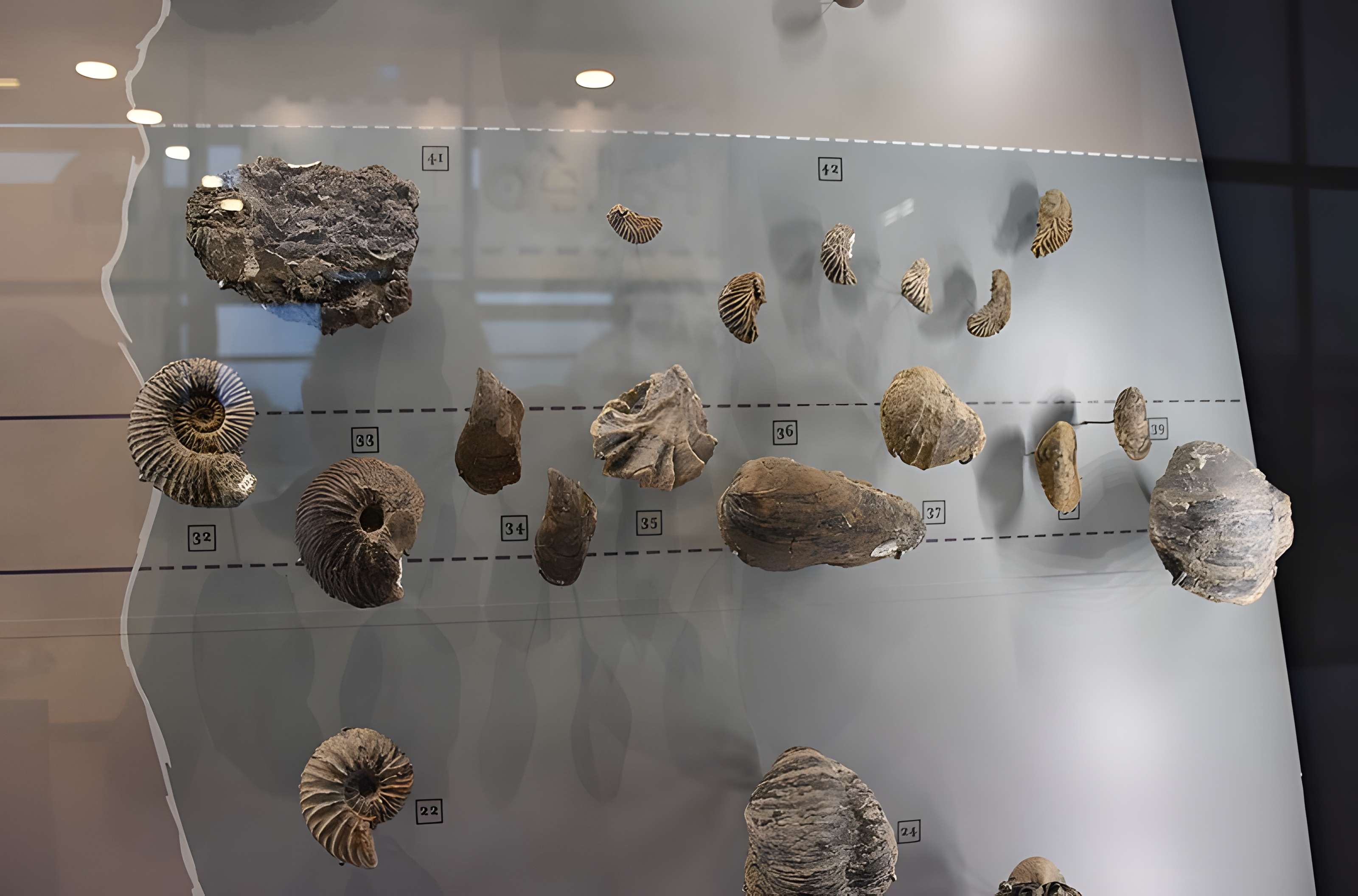 Musée paléontologique