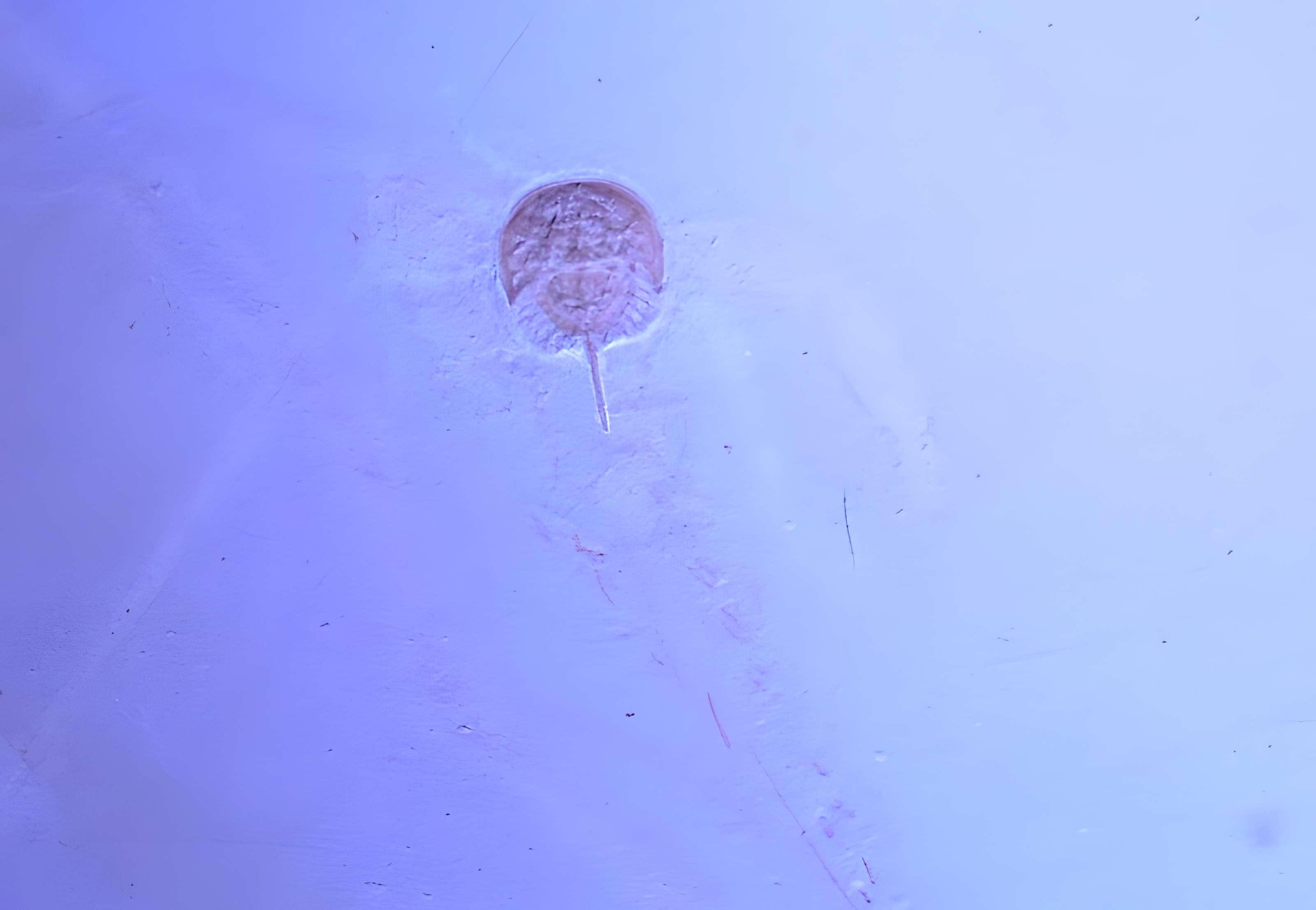 Musée paléontologique