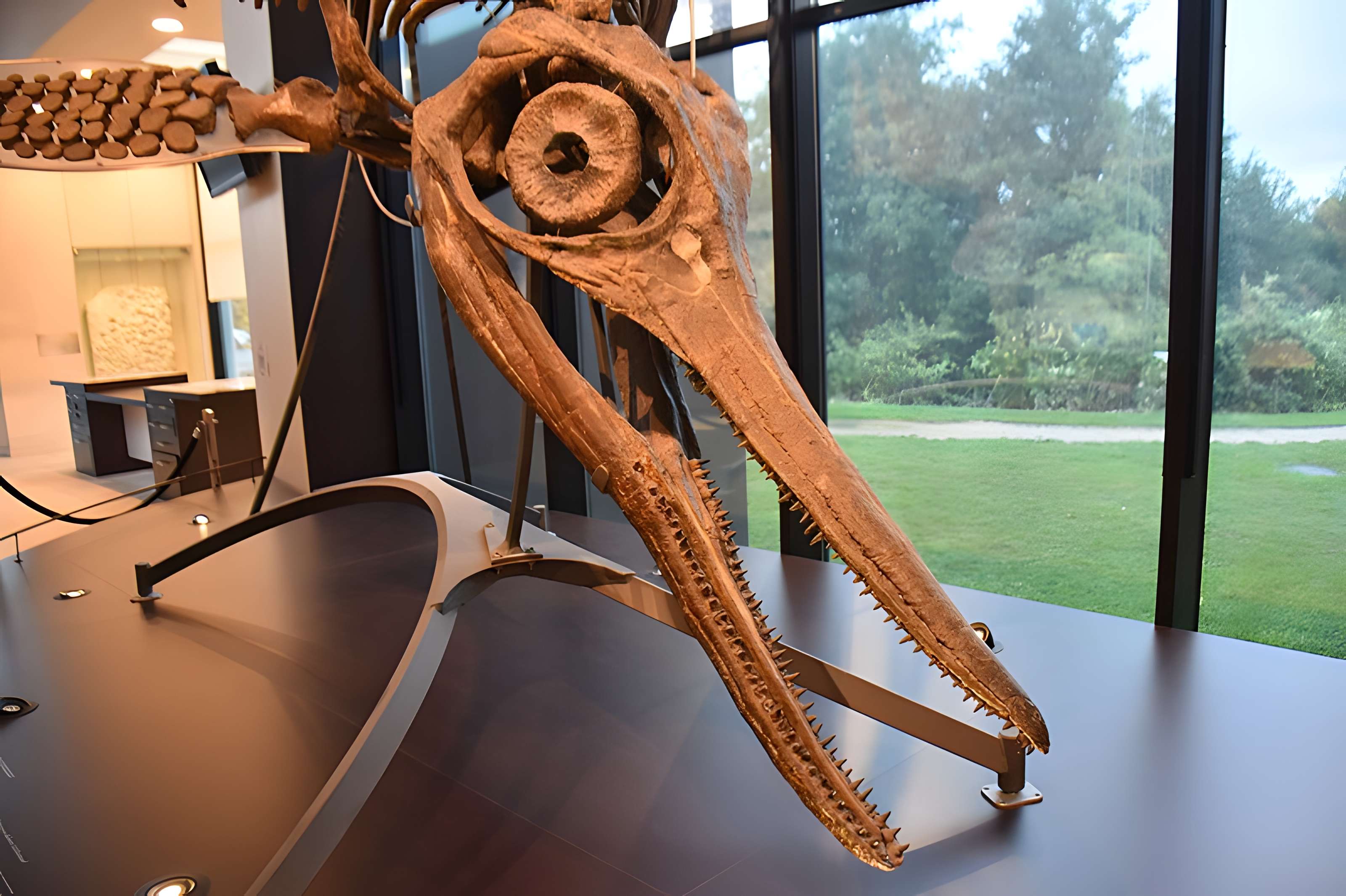 Musée paléontologique