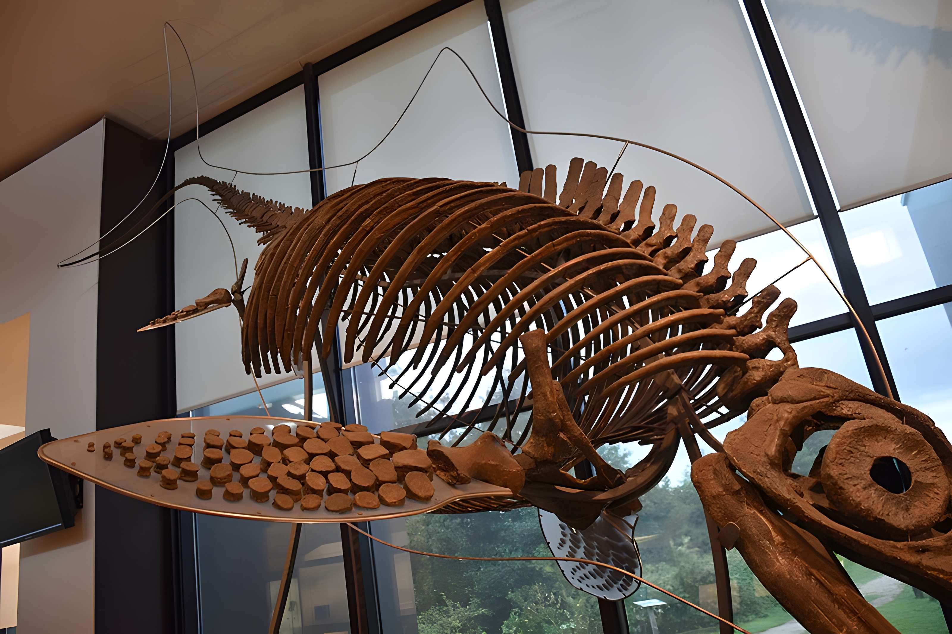 Musée paléontologique
