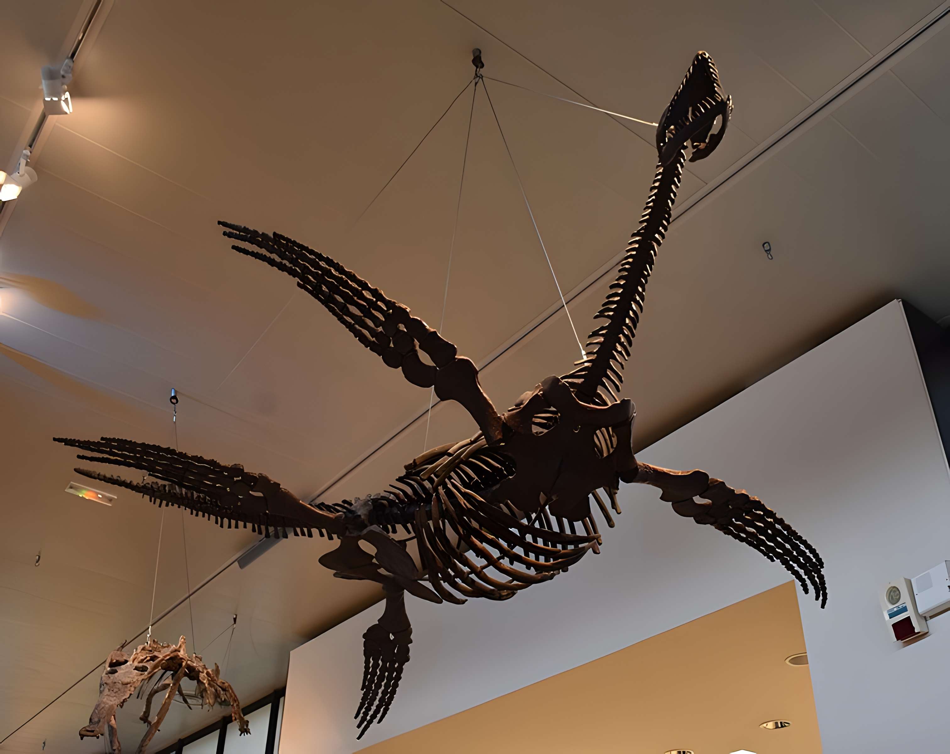 Musée paléontologique