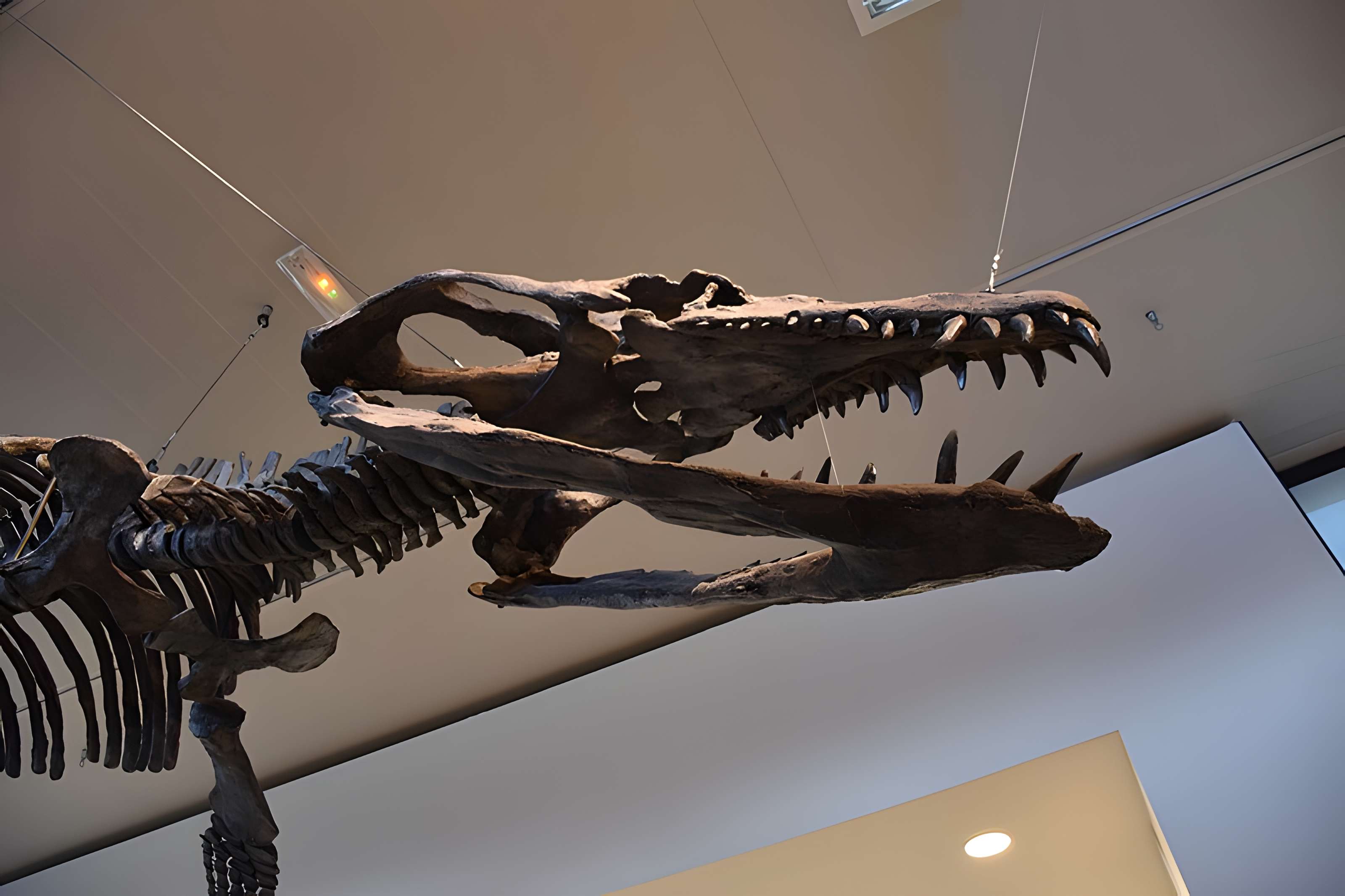 Musée paléontologique