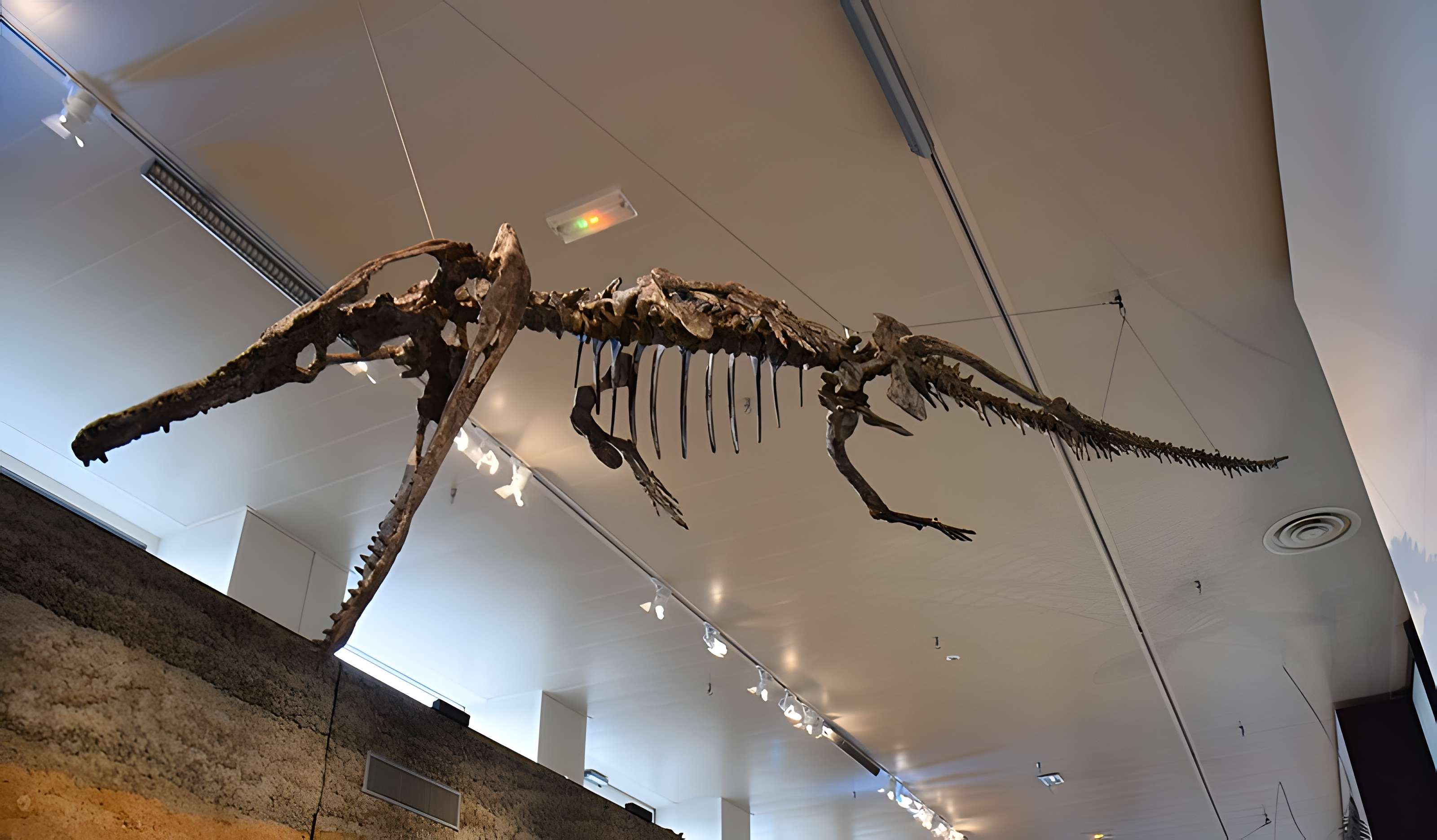 Musée paléontologique