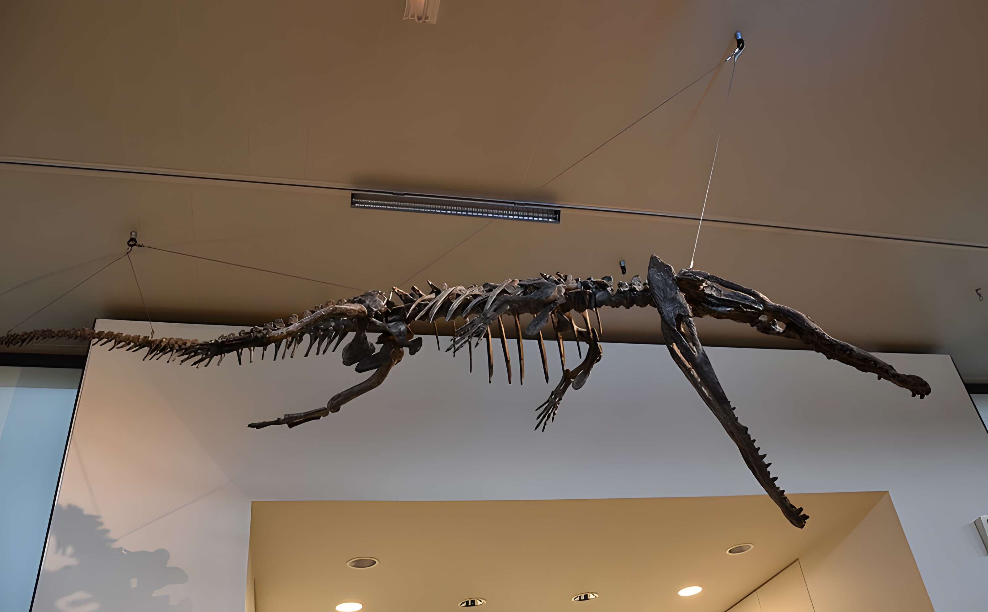 Musée paléontologique