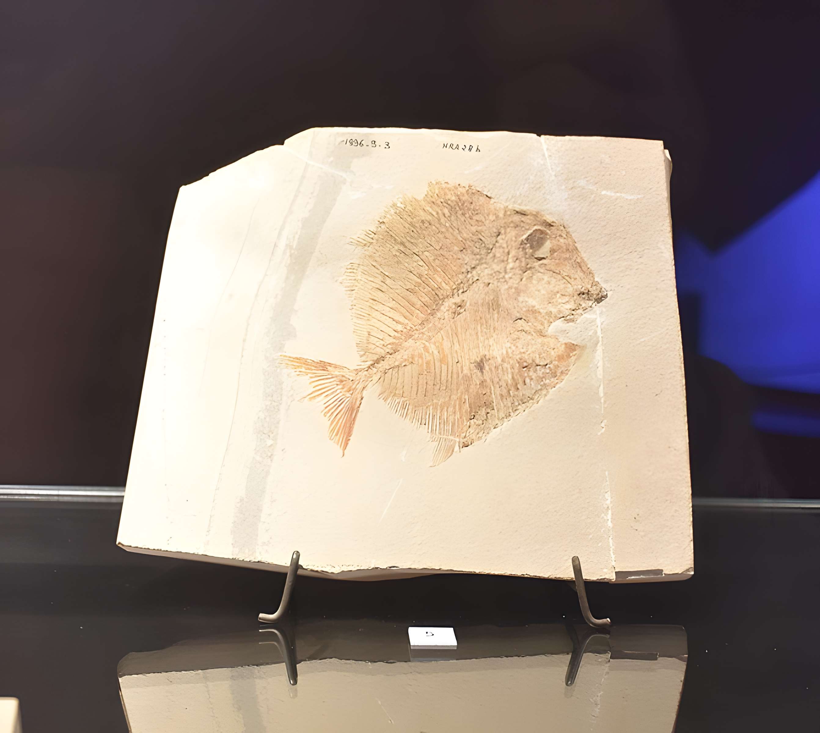 Musée paléontologique