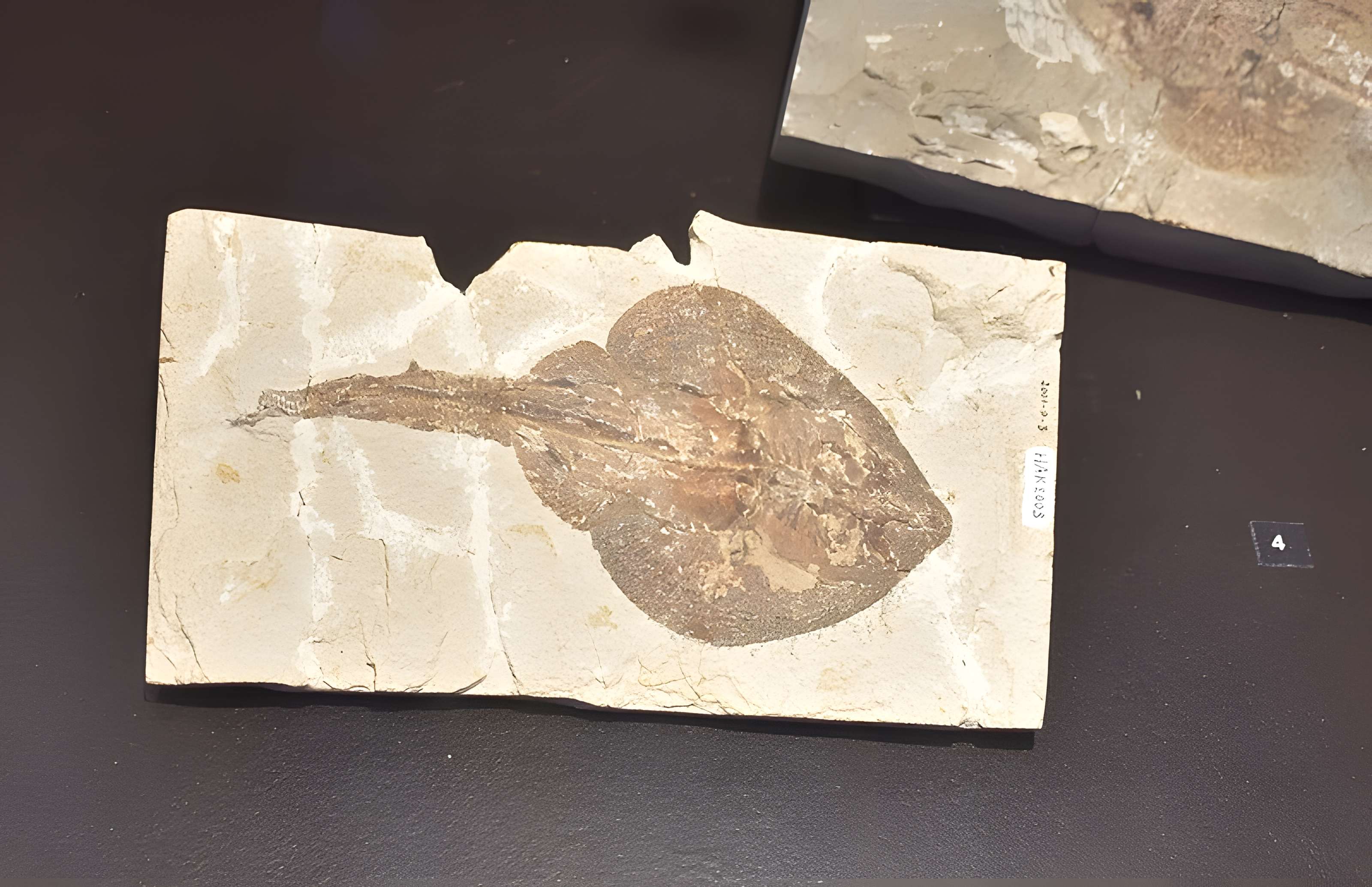 Musée paléontologique