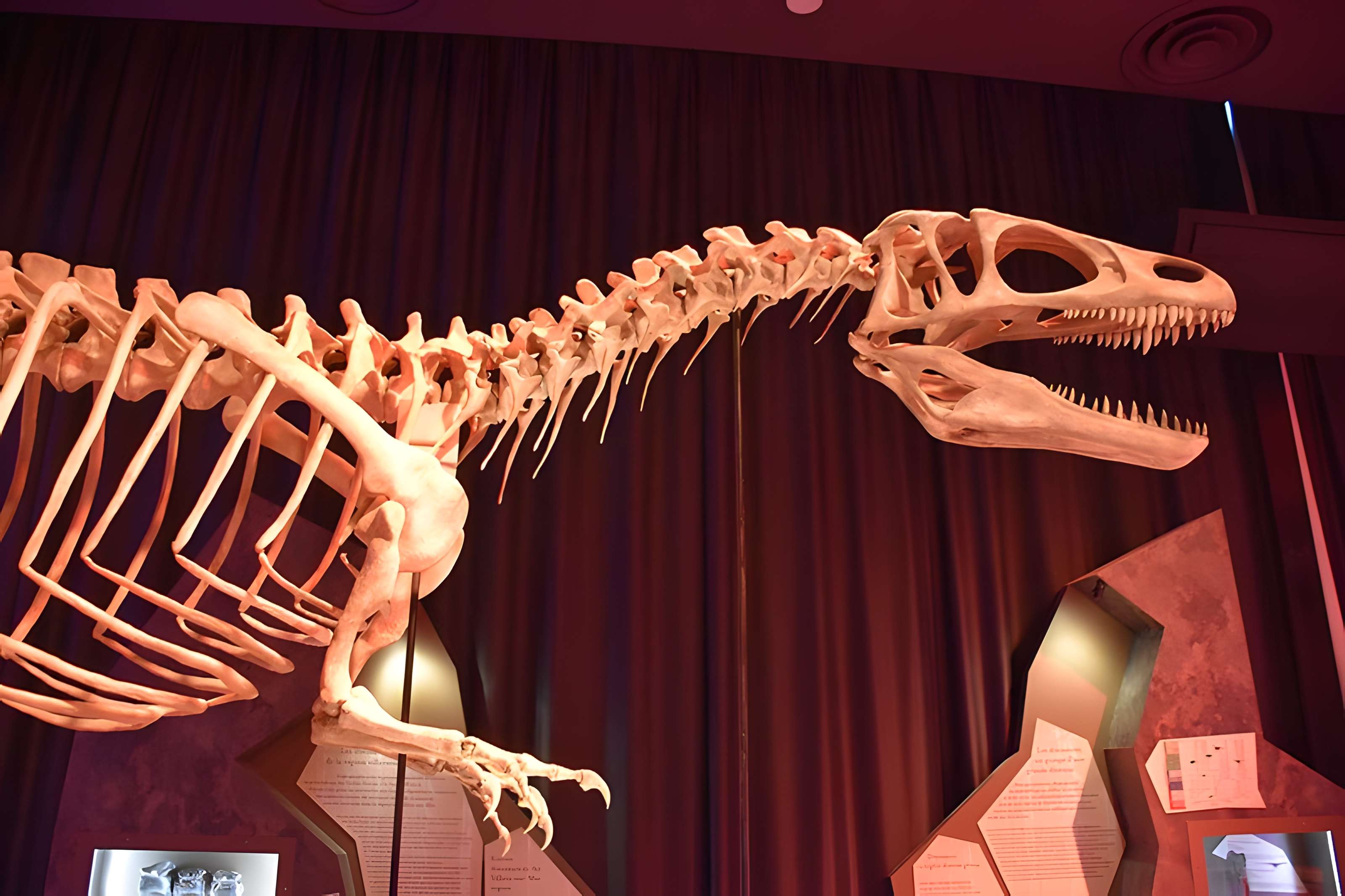 Musée paléontologique