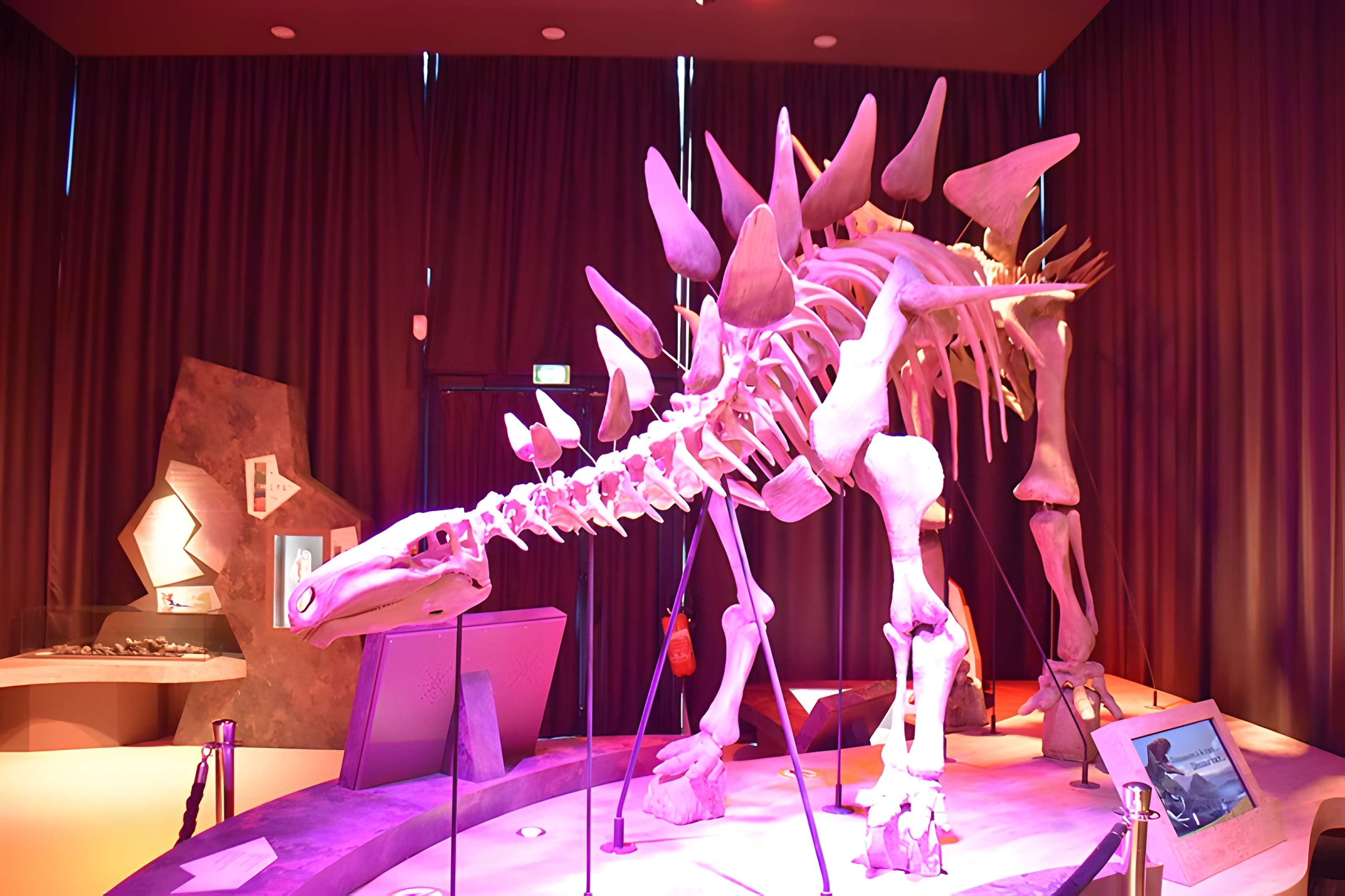 Musée paléontologique