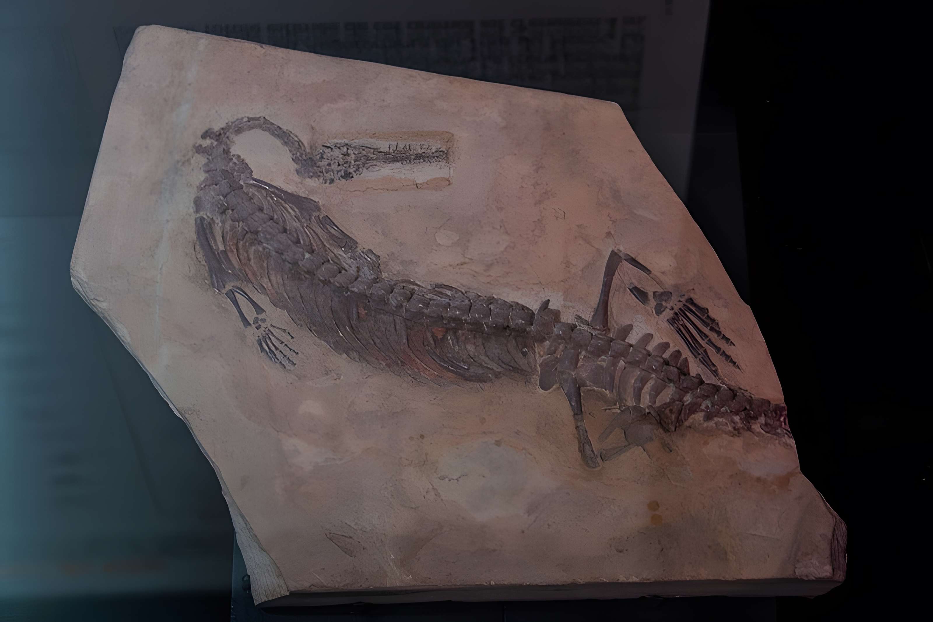 Musée paléontologique