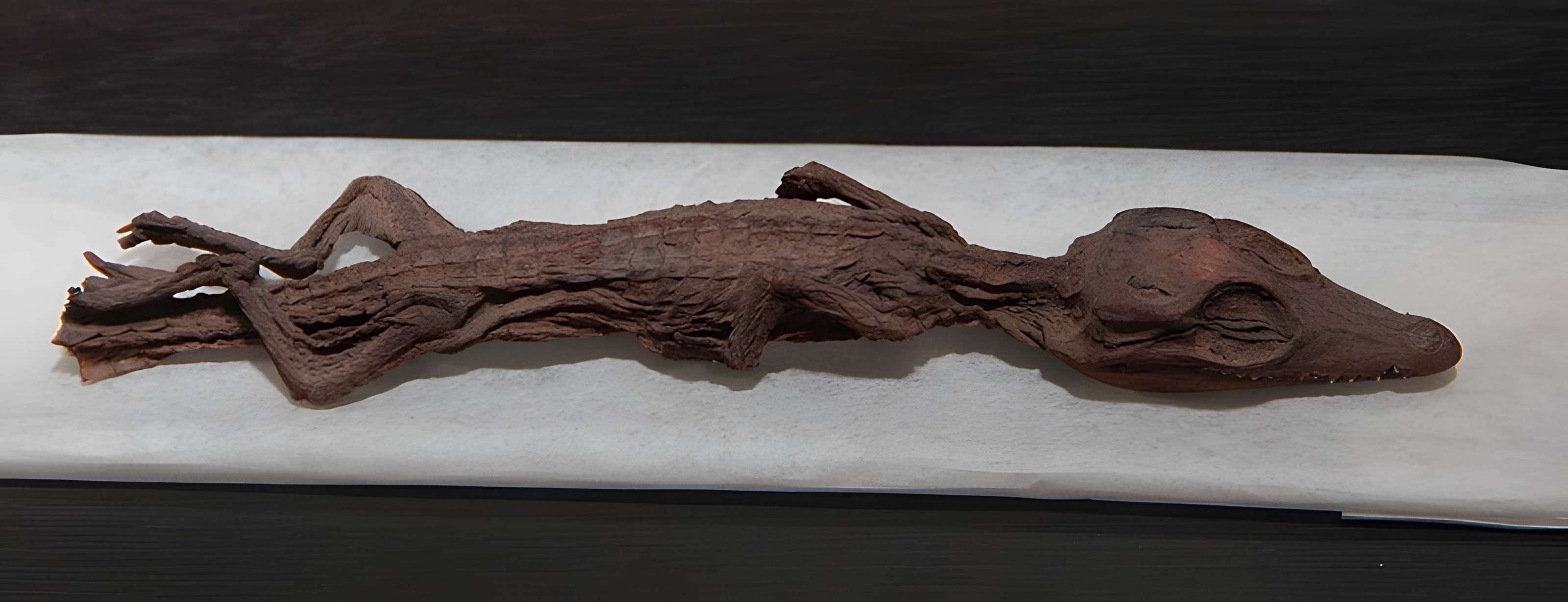 Musée paléontologique