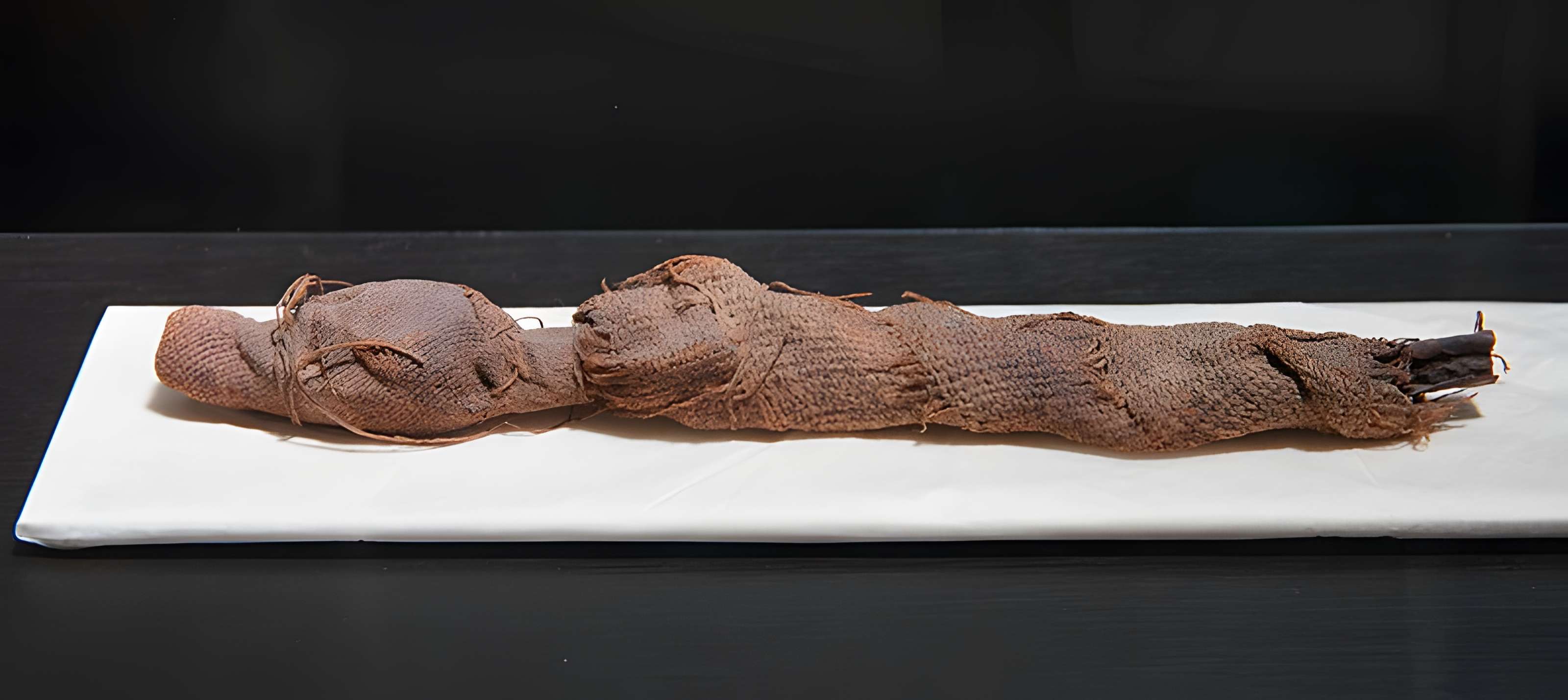 Musée paléontologique