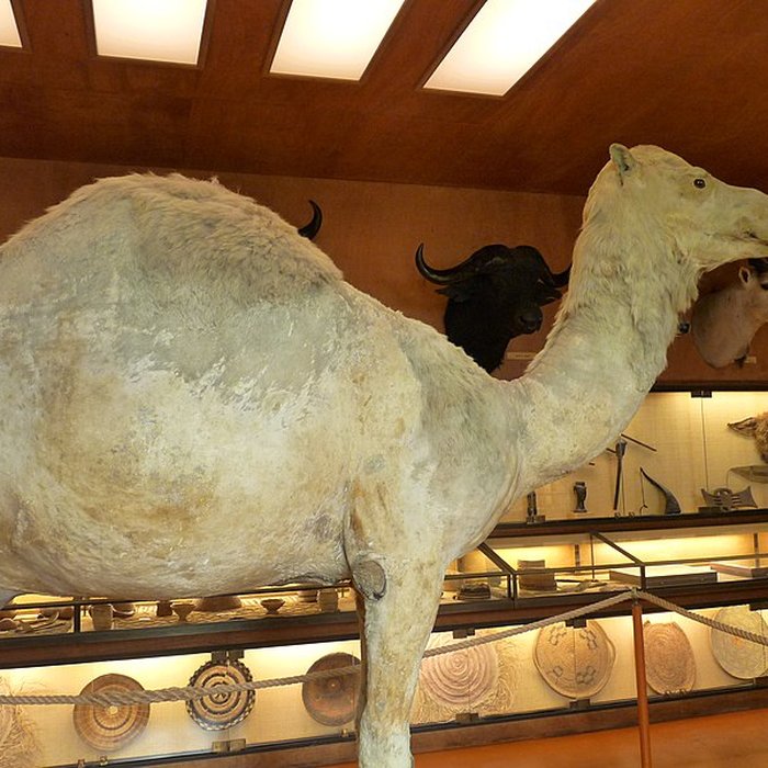 Photo de Musée napoléonien et musée africain annexes du musée national des châteaux de Malmaison et de Bois Préau