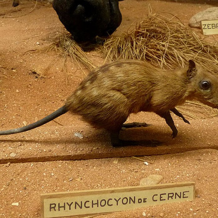 Photo de Musée napoléonien et musée africain annexes du musée national des châteaux de Malmaison et de Bois Préau