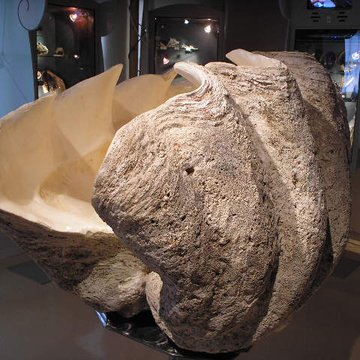 Musée napoléonien et musée africain annexes du musée national des châteaux de Malmaison et de Bois Préau