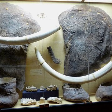 Musée napoléonien et musée africain annexes du musée national des châteaux de Malmaison et de Bois Préau