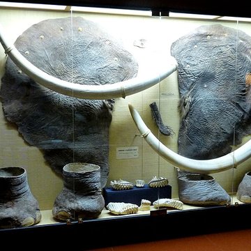 Musée napoléonien et musée africain annexes du musée national des châteaux de Malmaison et de Bois Préau