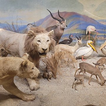 Musée napoléonien et musée africain annexes du musée national des châteaux de Malmaison et de Bois Préau