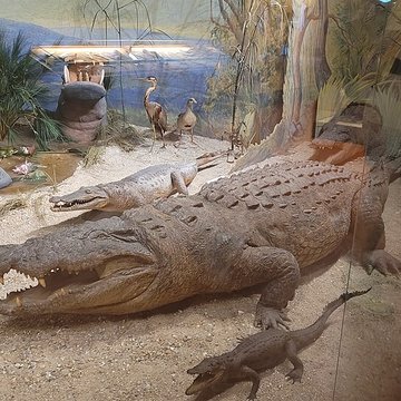 Musée napoléonien et musée africain annexes du musée national des châteaux de Malmaison et de Bois Préau