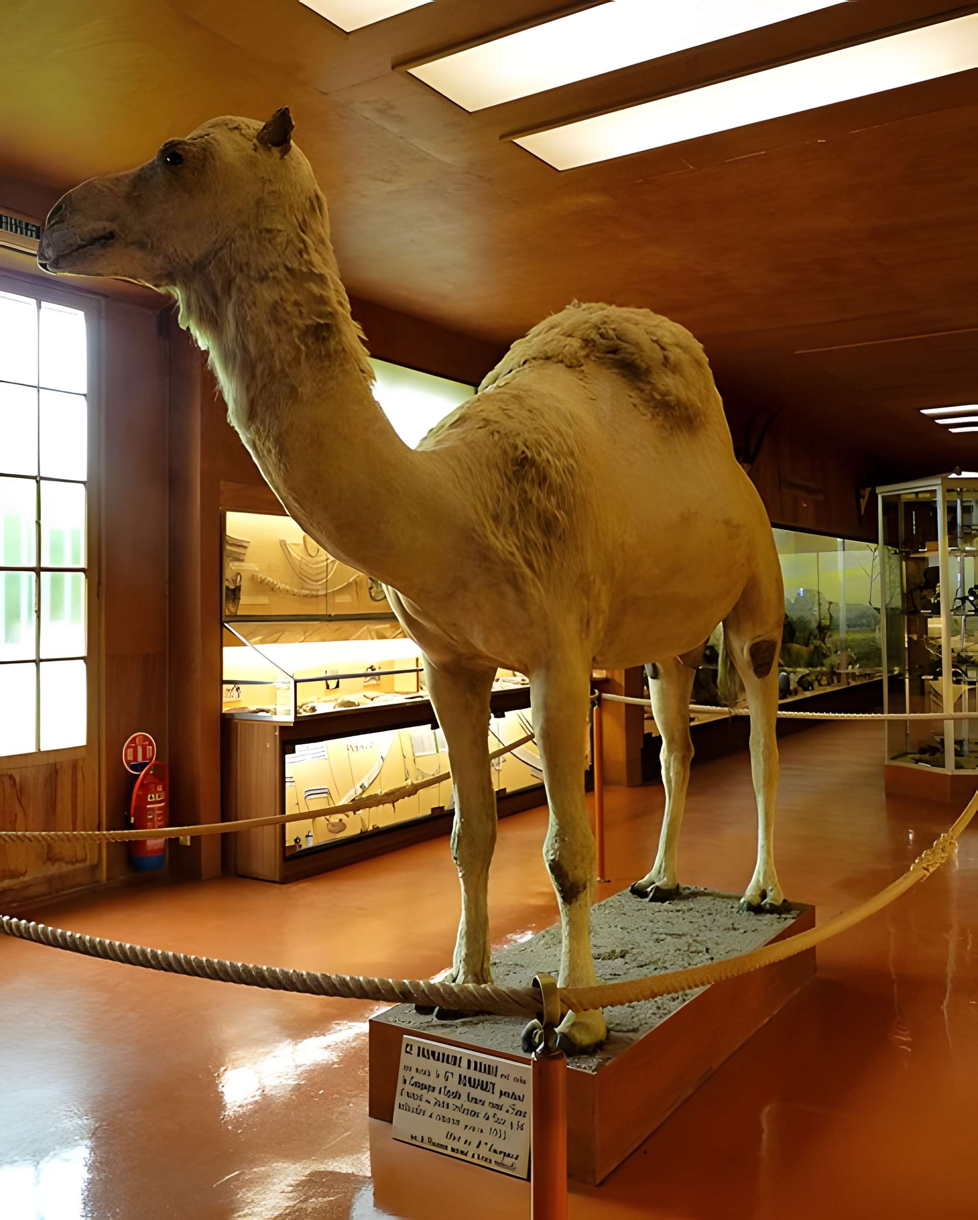 Musée napoléonien et musée africain (annexes du musée national des châteaux de Malmaison et de Bois Préau)