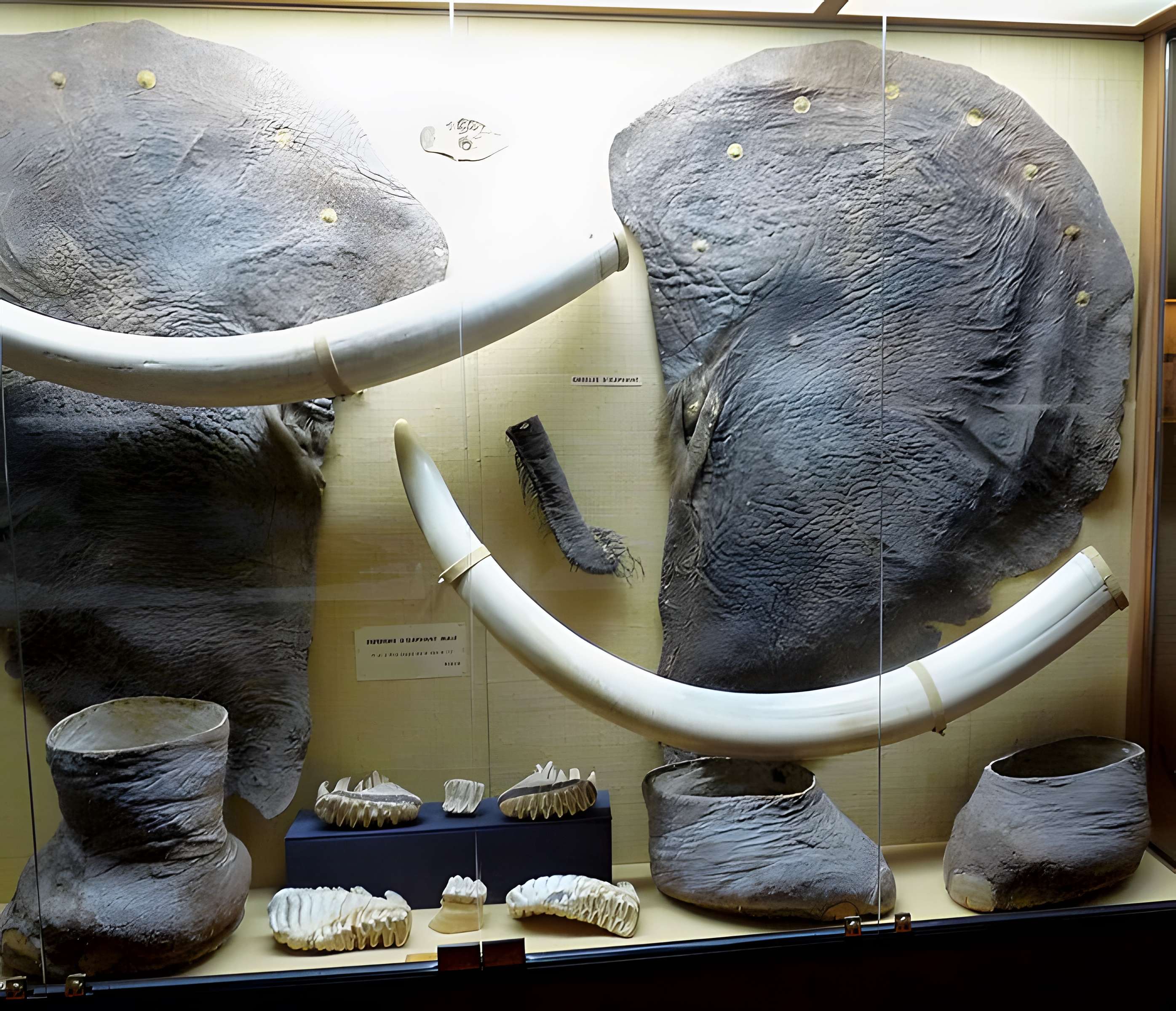 Musée napoléonien et musée africain (annexes du musée national des châteaux de Malmaison et de Bois Préau)