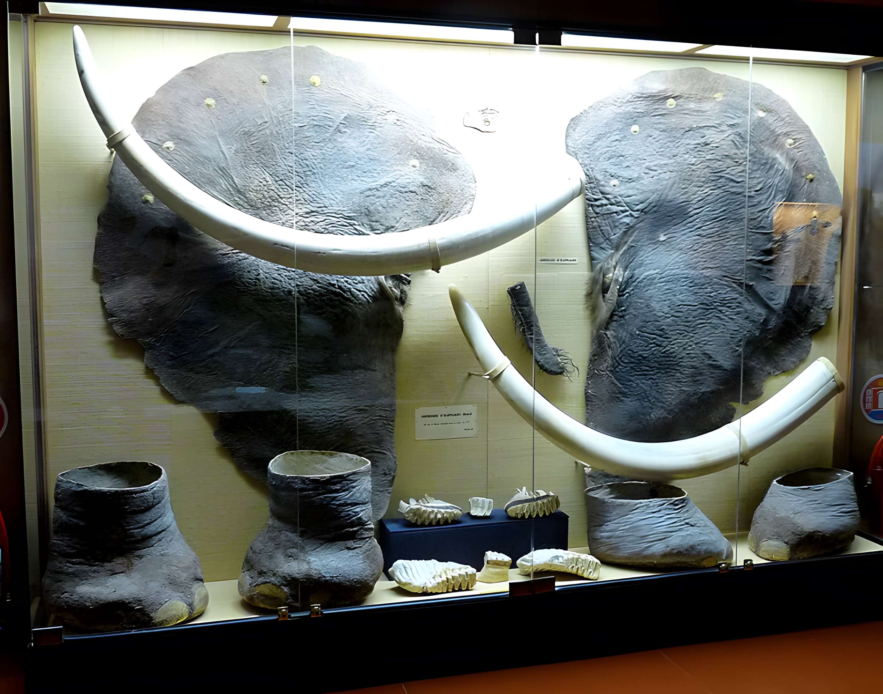 Musée napoléonien et musée africain (annexes du musée national des châteaux de Malmaison et de Bois Préau)