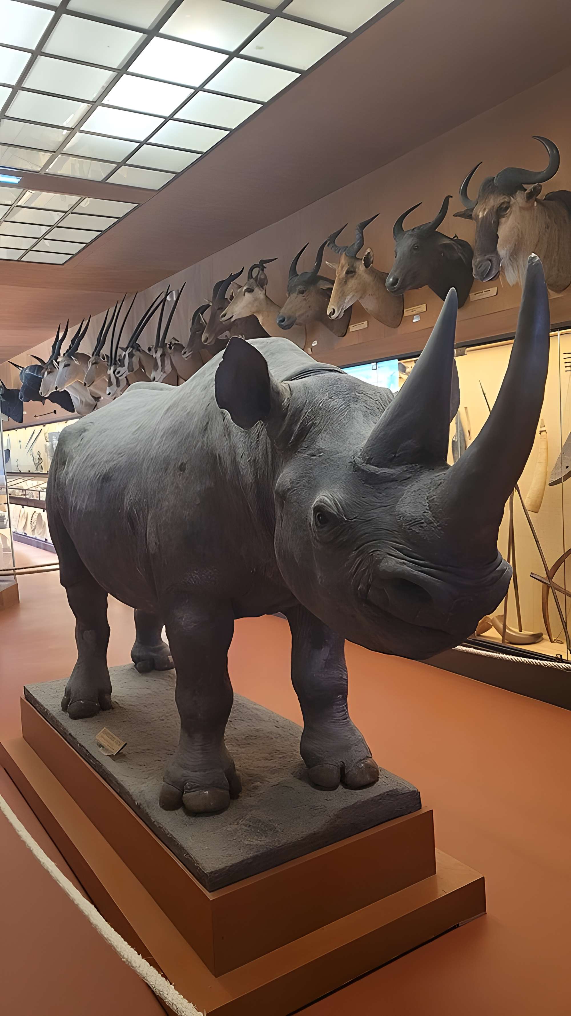 Musée napoléonien et musée africain (annexes du musée national des châteaux de Malmaison et de Bois Préau)