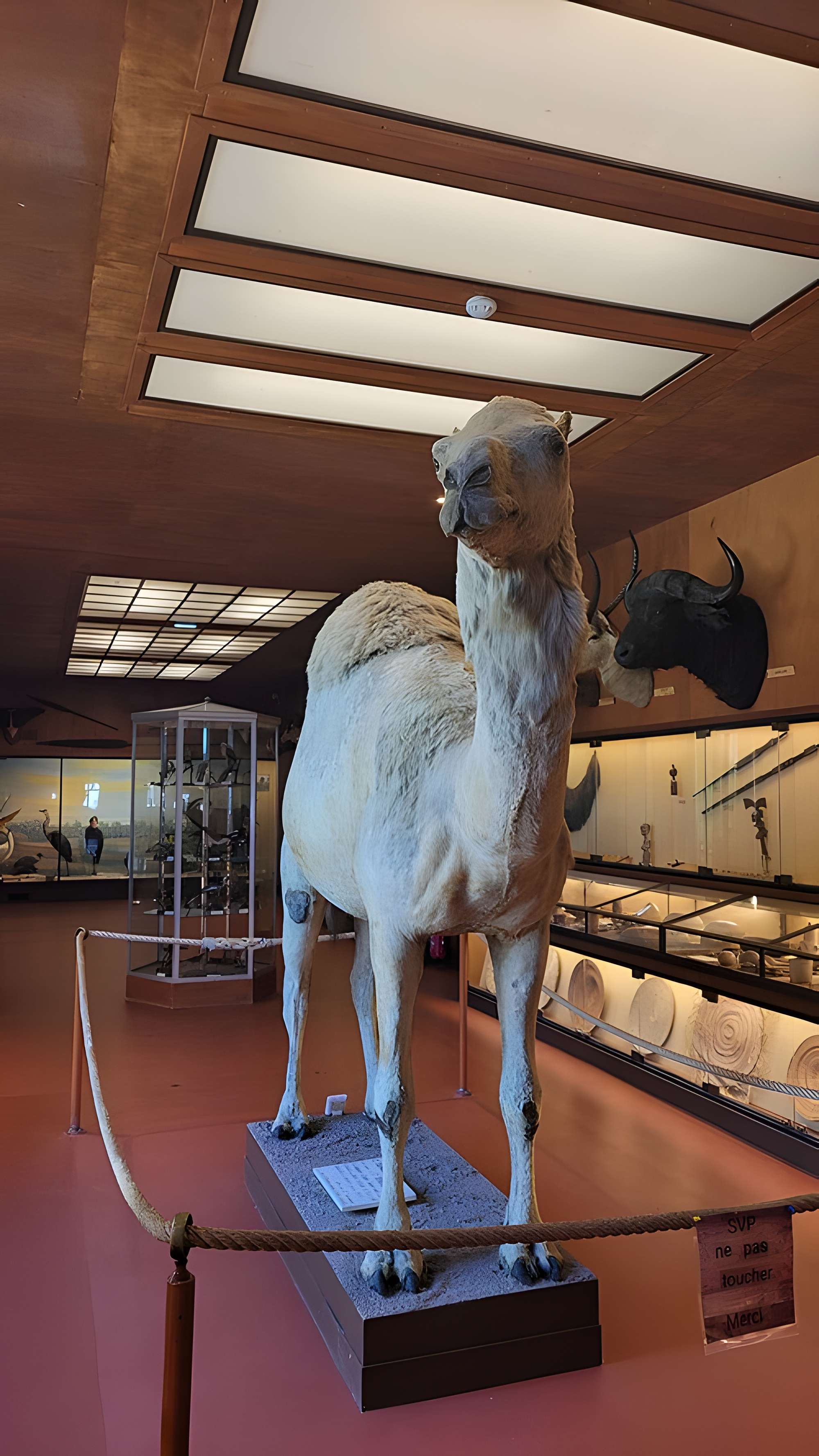 Musée napoléonien et musée africain (annexes du musée national des châteaux de Malmaison et de Bois Préau)