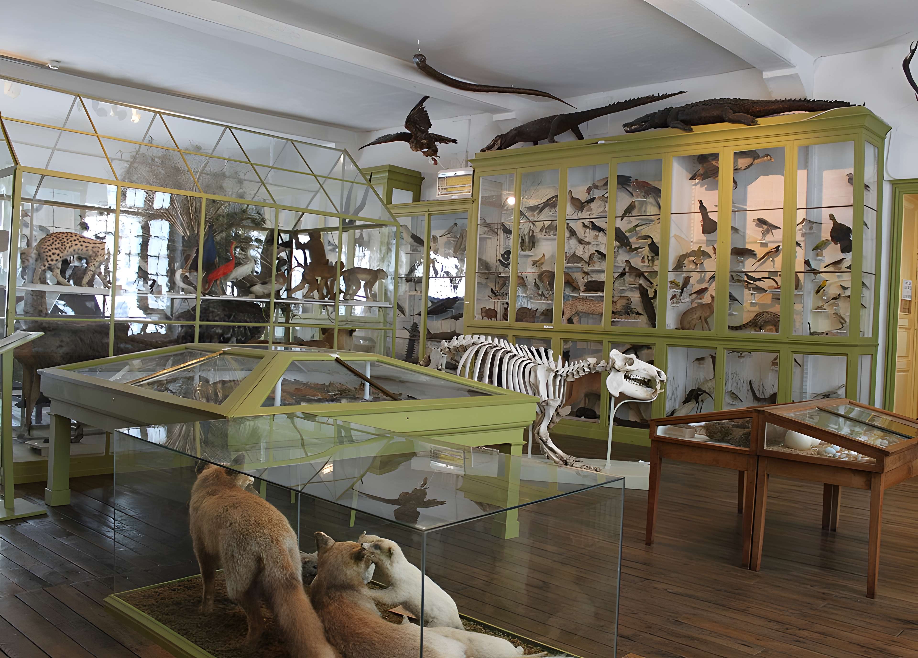 Musée d'Art et d'Archéologie