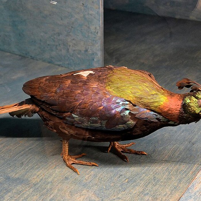 Photo de Muséum dhistoire naturelle