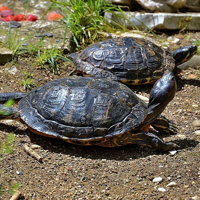 Photo de Muséum dhistoire naturelle