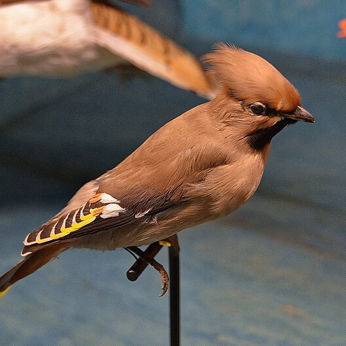 Photo de Muséum dhistoire naturelle